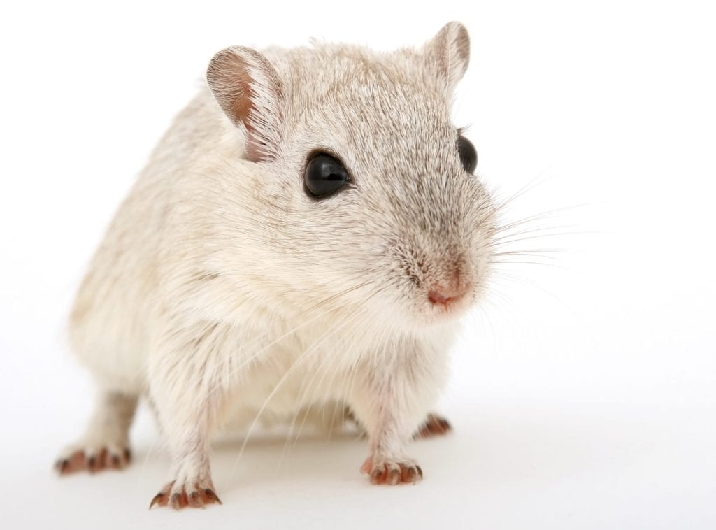 New Study Cures Mice of Cancer