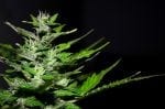 Scottish Mother Prepares to Obtain Cannabidiol Oil For Her Son With Rare Epilepsy