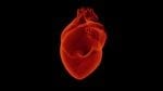 Survivors of Testicular Cancer May be at Greater Risk for Heart Disease