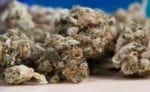 A Groundbreaking Marijuana-Derived Treatment is Getting Closer to FDA Approval for Treating Rare Forms of Epilepsy