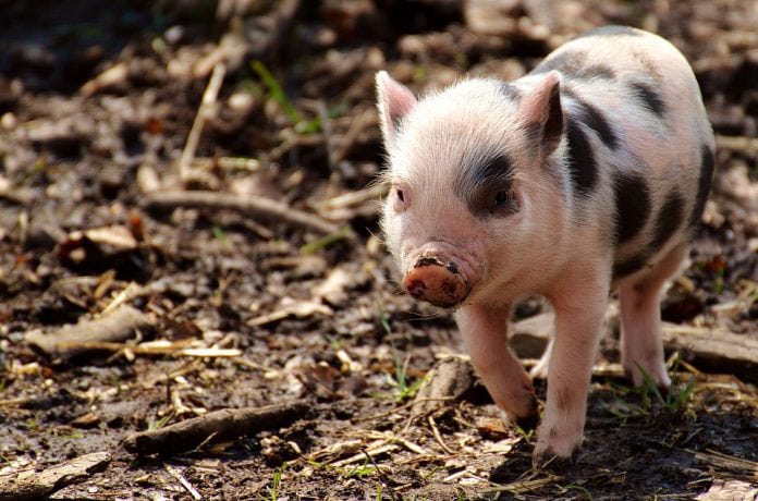 Scientists Have Created Pigs with Huntington’s Disease to Test CRISPR Technology