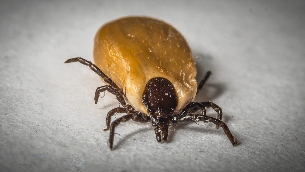 Tick-Borne Illnesses Are More Prevalent in Summer and It’s Important to Know the Signs