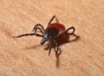 CDC Reports Massive Spike in Diseases Spread by Bugs; An Important Report During Lyme Disease Awareness Month