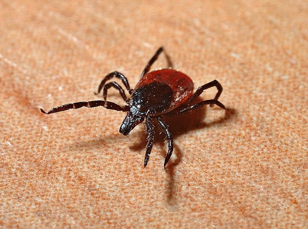 CDC Reports Massive Spike in Diseases Spread by Bugs; An Important Report During Lyme Disease Awareness Month