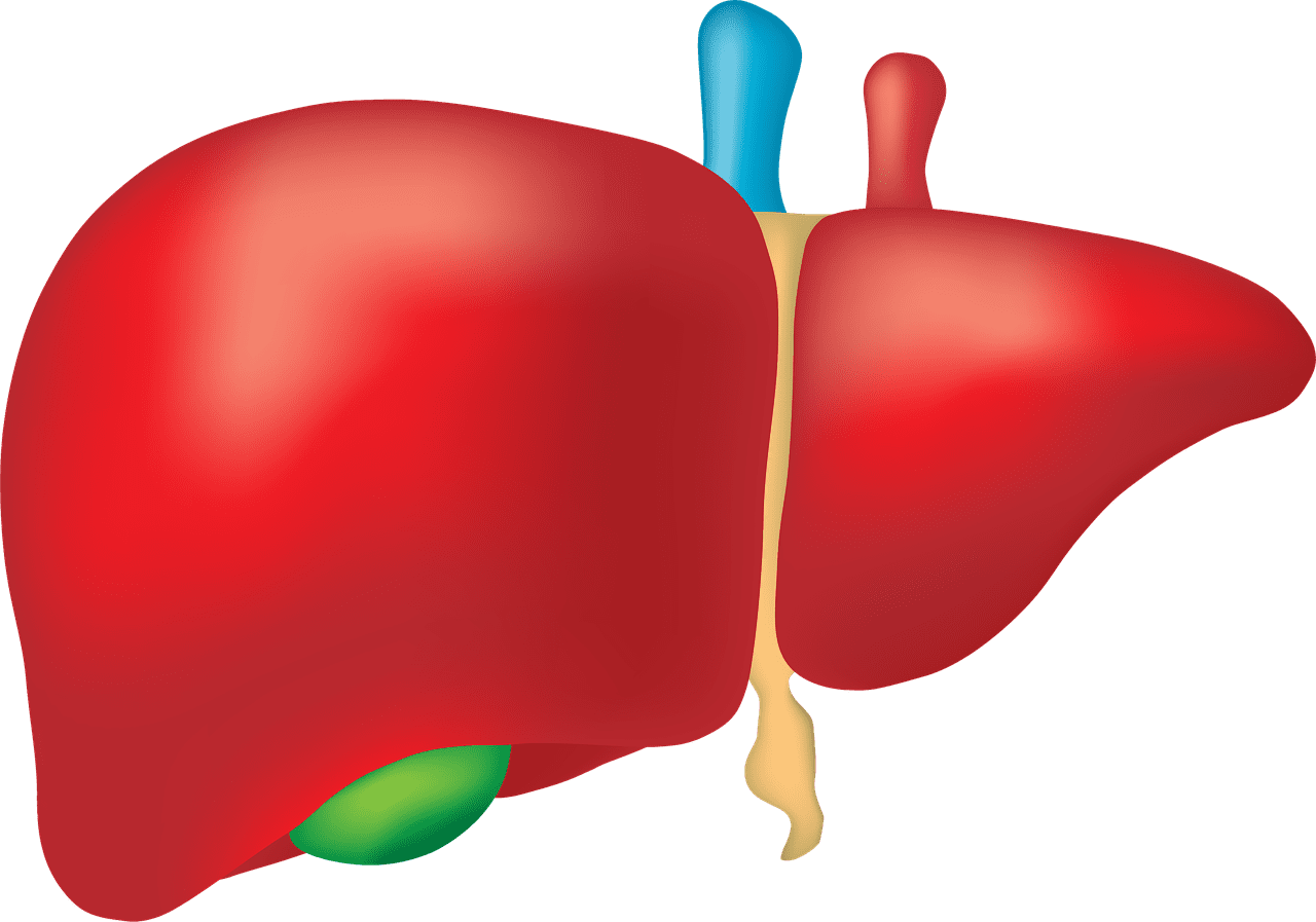 Células de Hígado Cultivadas en Laboratorio Muestran Cómo la Terapia de ARN Podría Afectar al Órgano