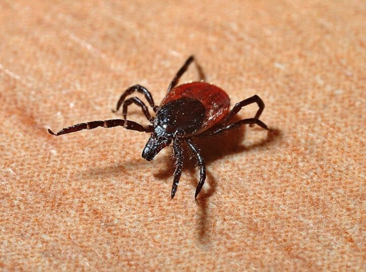 An Uptick in Babesiosis Cases in the Northeast Has Some People Concerned