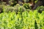 Researchers Are Planning to Study the Effects of CBD in Patients with Fragile X