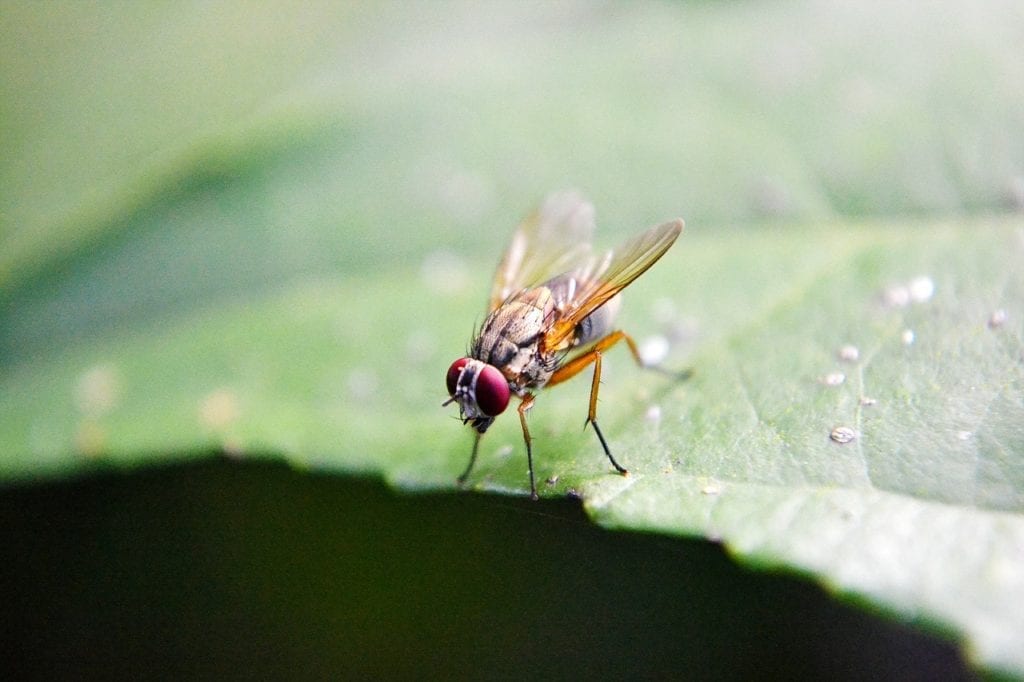 Tauopathy Fruit Fly Model Reveals Abnormal Genetic Activity Relevant to Neurodegenerative Disease