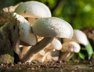 Could Fungus be Causing Inflammatory Bowel Disease? New Research Provides Shocking Answers