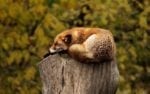 Researchers Study Sleep and CKD