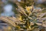 Cannabidiol Could Enhance Pancreatic Cancer Treatment