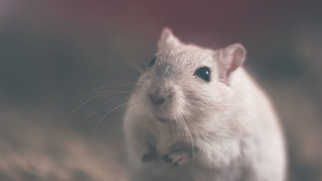 Genetic Condition Observed Only in Mice Discovered in First Patient