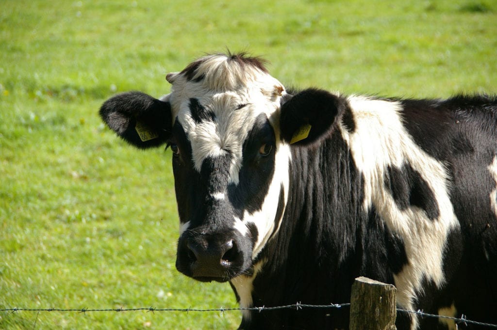 Cows, Cud-Chewing, and Contentment: Phyllis’s Rumination Syndrome Story