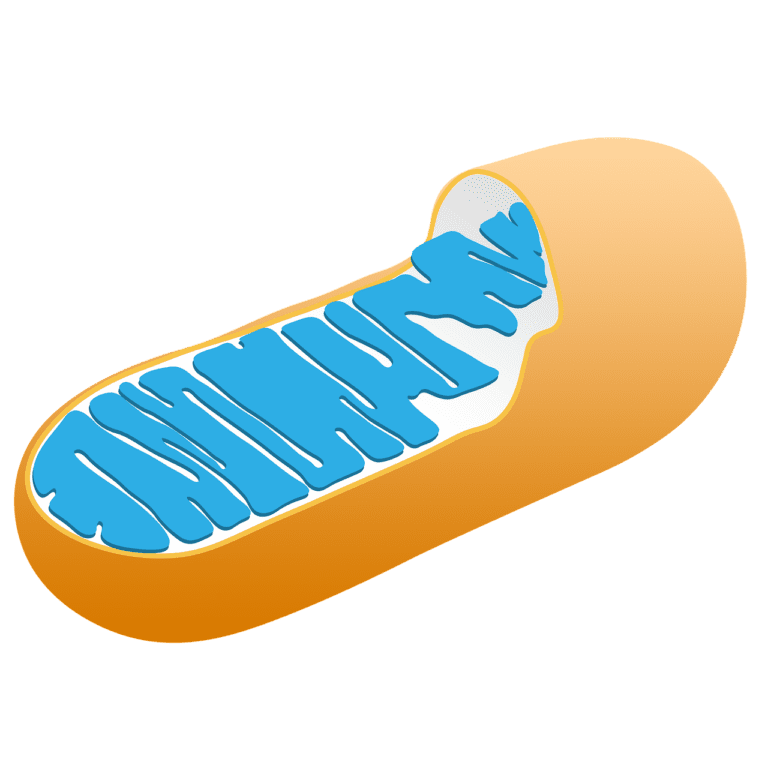 Researchers Identify a Genetic Variant Linked to Mitochondrial Disease