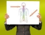 Fetal Spina Bifida Surgery Shown to Restore Brain Structure