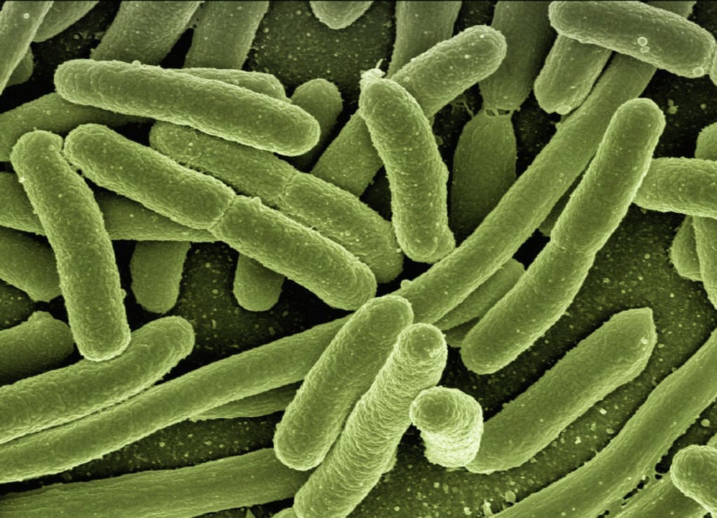 The Human Microbiome: How Bacteria May be Affecting Our Health