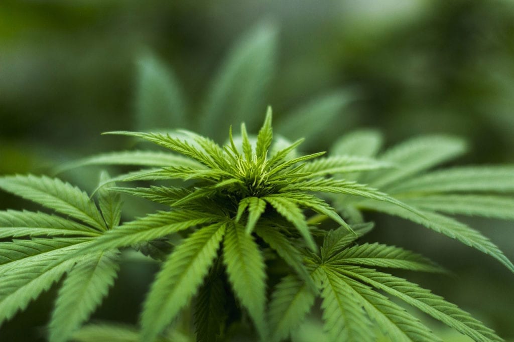 A New Startup is Hoping to Use Marijuana to Treat Inflammatory Diseases