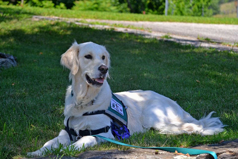 A Quick Rundown on Service Dogs and Emotional Support Animals