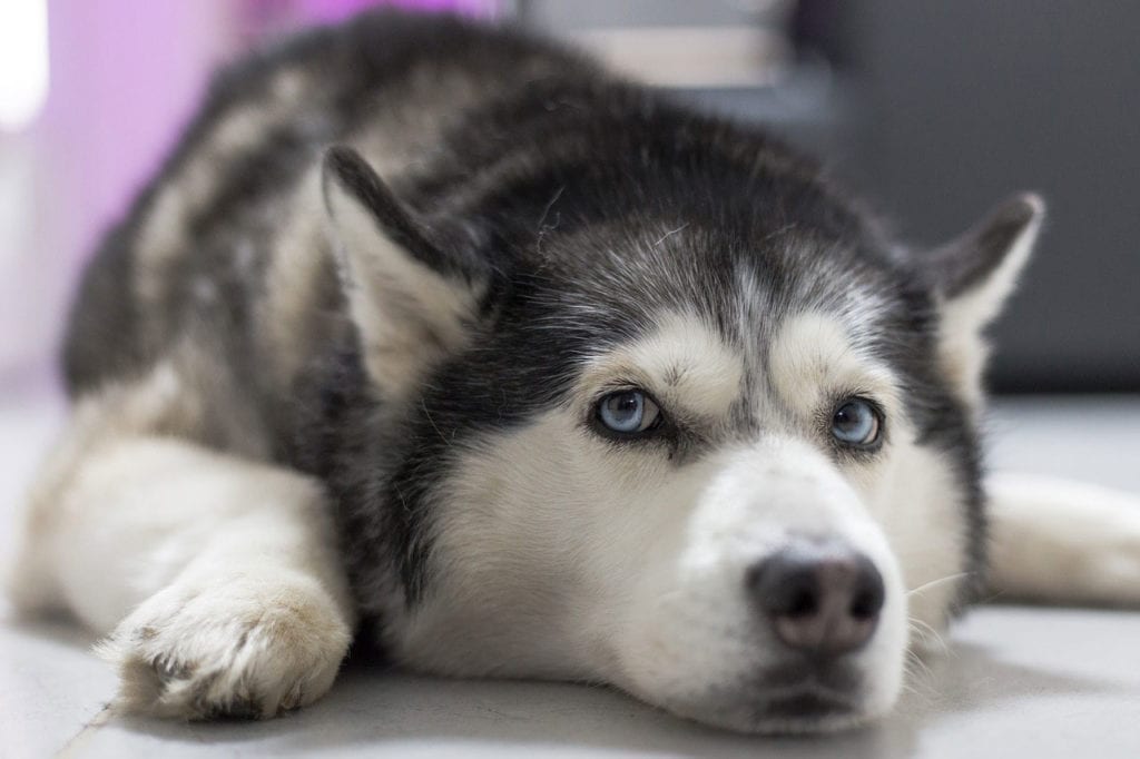 The Nose Knows: A Woman’s Siberian Husky Detected Her Ovarian Cancer Three Times