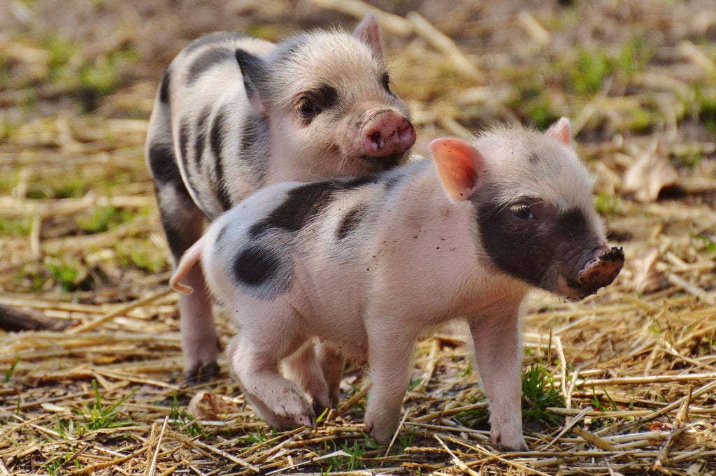 Edible Antibodies Halt E. Coli in Pigs, Could Help End Overuse of Antibiotics