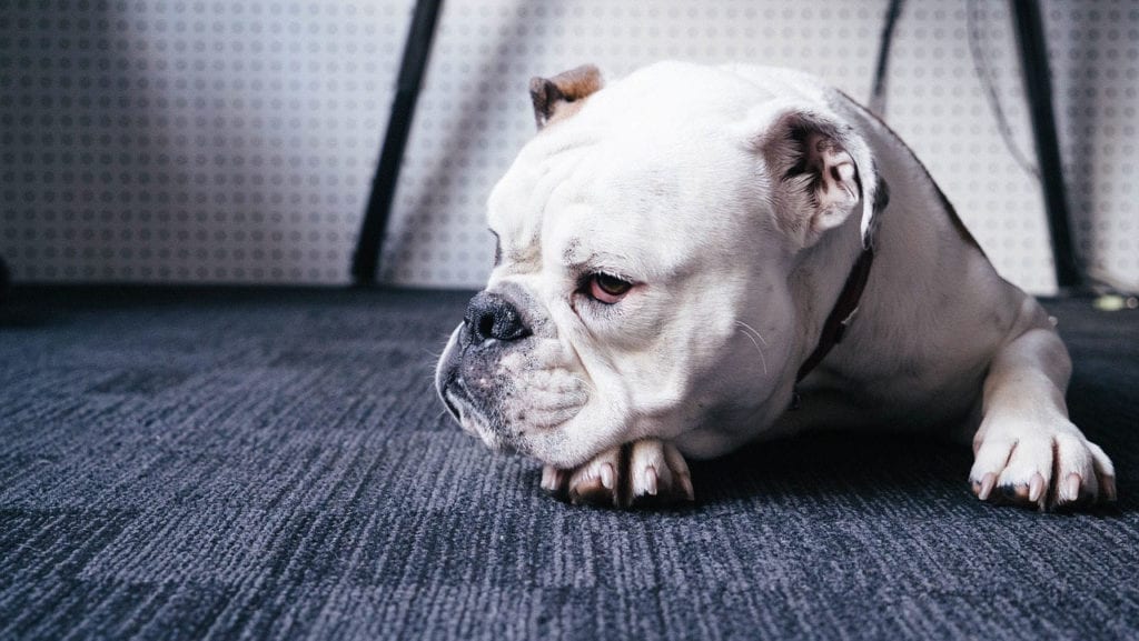 Could Bulldogs Help Researchers Learn More About Robinow Syndrome?