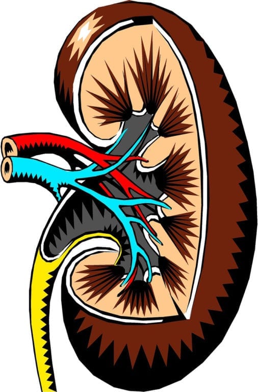 Study Shows Genetic Testing May Help Diagnose Chronic Kidney Disease