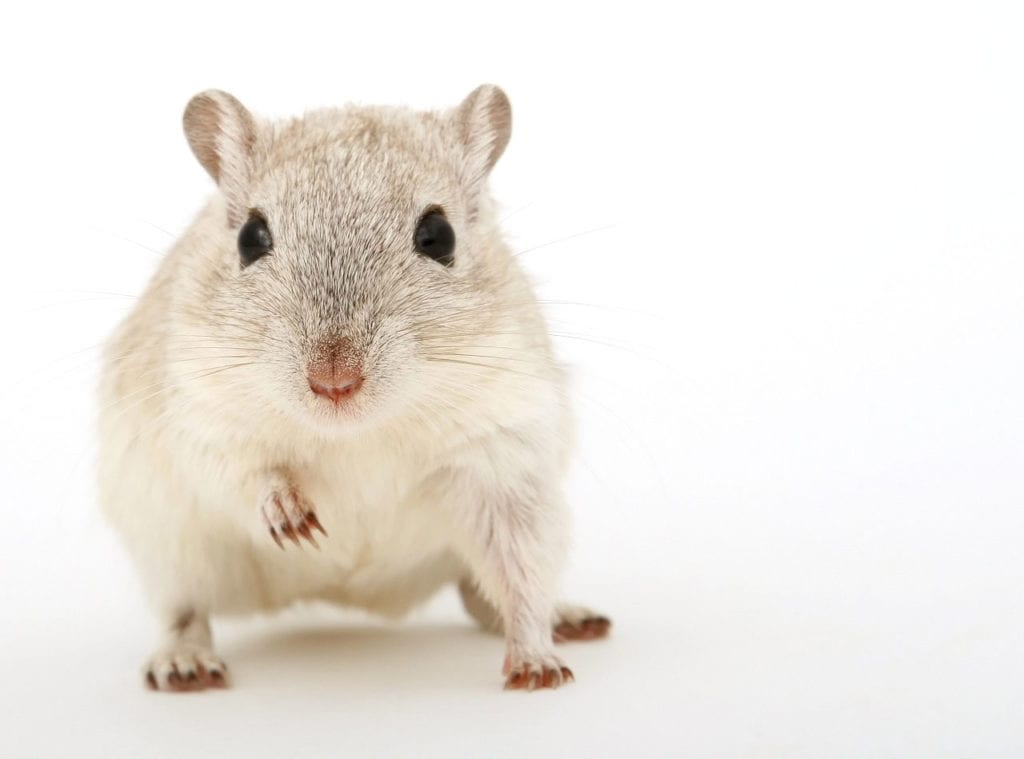 Новый Способ Редактирования Генов Успешно Лечит Миотоническую Дистрофию у Мышей