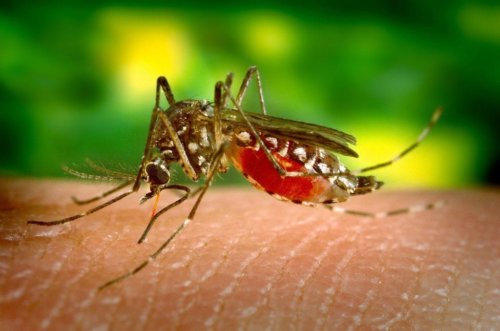 New Study Shows West Nile Virus Migrates Out of Arizona