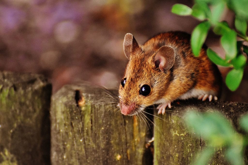 More Effective Mouse Model for Hirschsprung’s Disease Developed