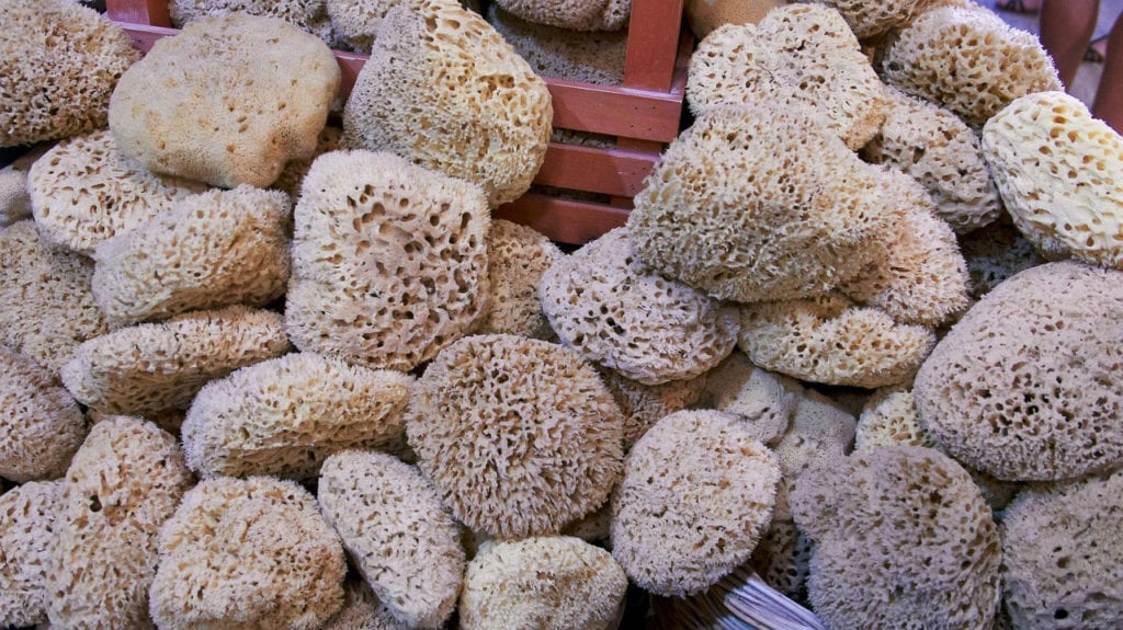 New Discovery in Marine Sponge May Lead to a New Ovarian Cancer Treatment