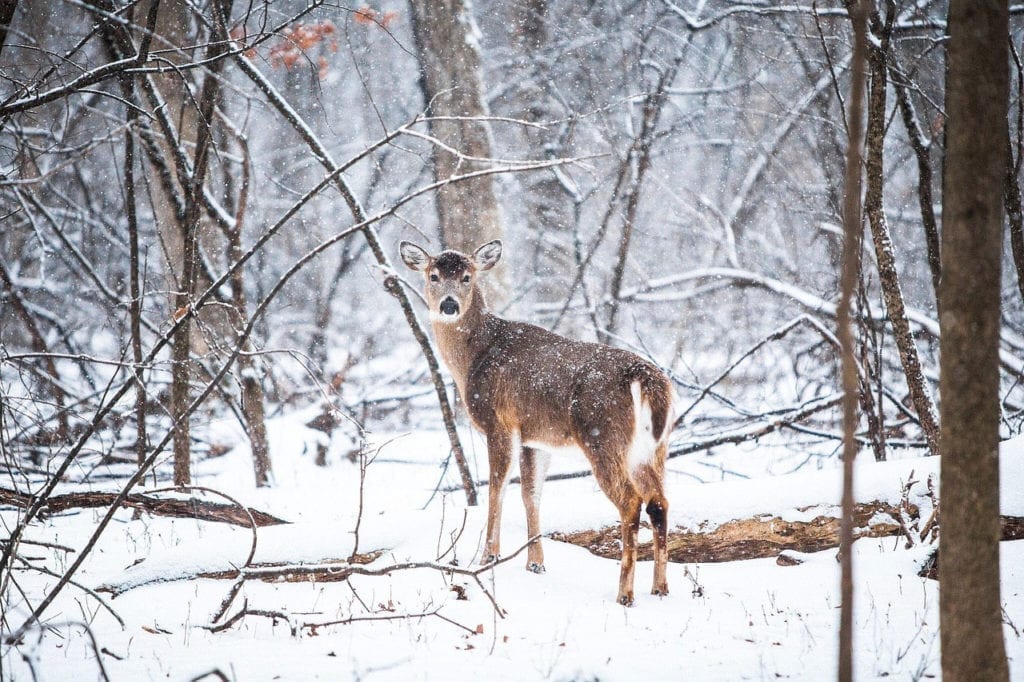 Could Chronic Wasting Disease Spread From Deer to Humans?