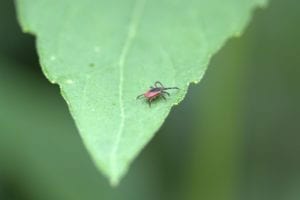 Este Hombre Fue Diagnosticado con la Enfermedad de Lyme y SOLO Tomó Tres Años
