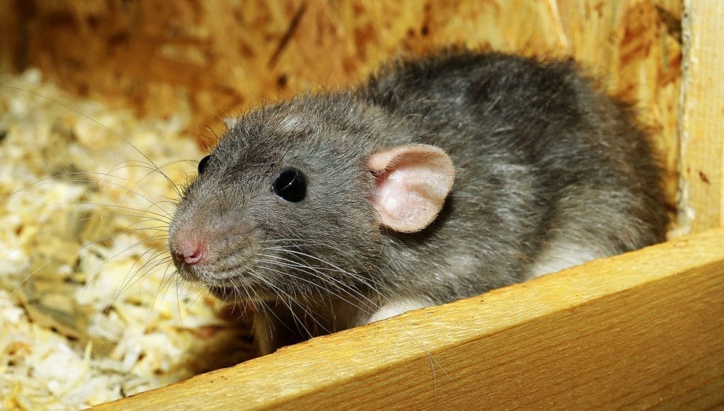 Experimental Treatment for Bronchopulmonary Dysplasia Shows Long Term Positive Impact in Rat Model