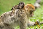 Birth of Healthy Baby Monkey Indicates Promise of New Technique To Preserve Fertility of Childhood Cancer Patients