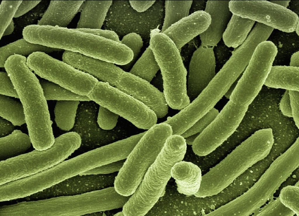 Neisseria Bacteria Cause Worsening Bronchiectasis