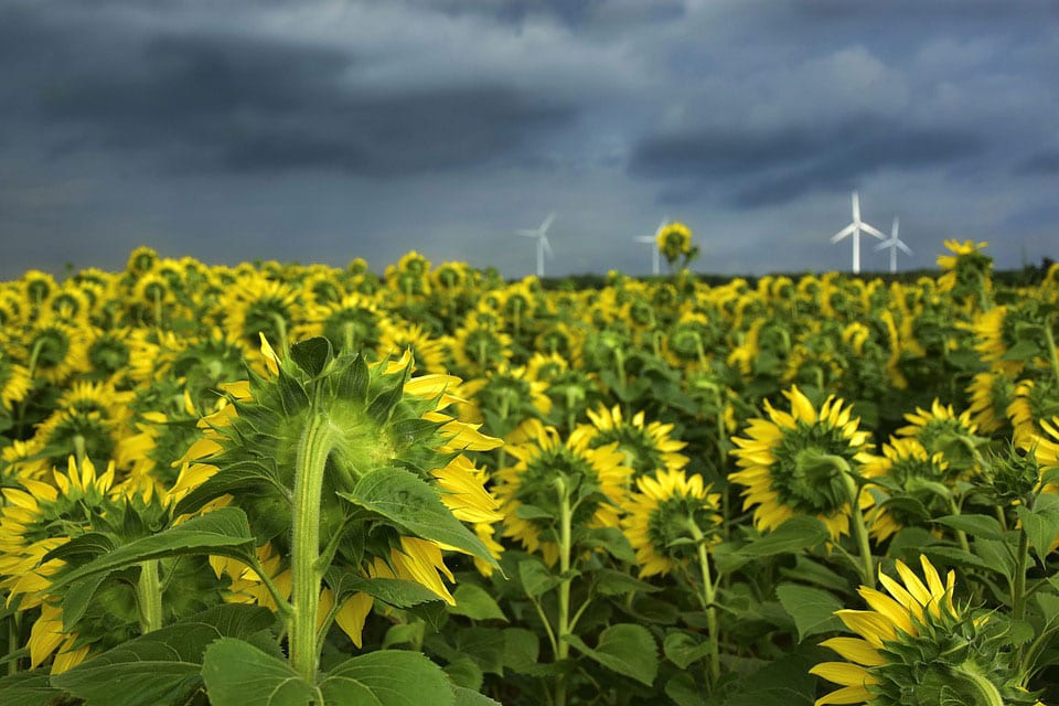 Rare Sunflower Syndrome has Significant Effects on Patient Lives