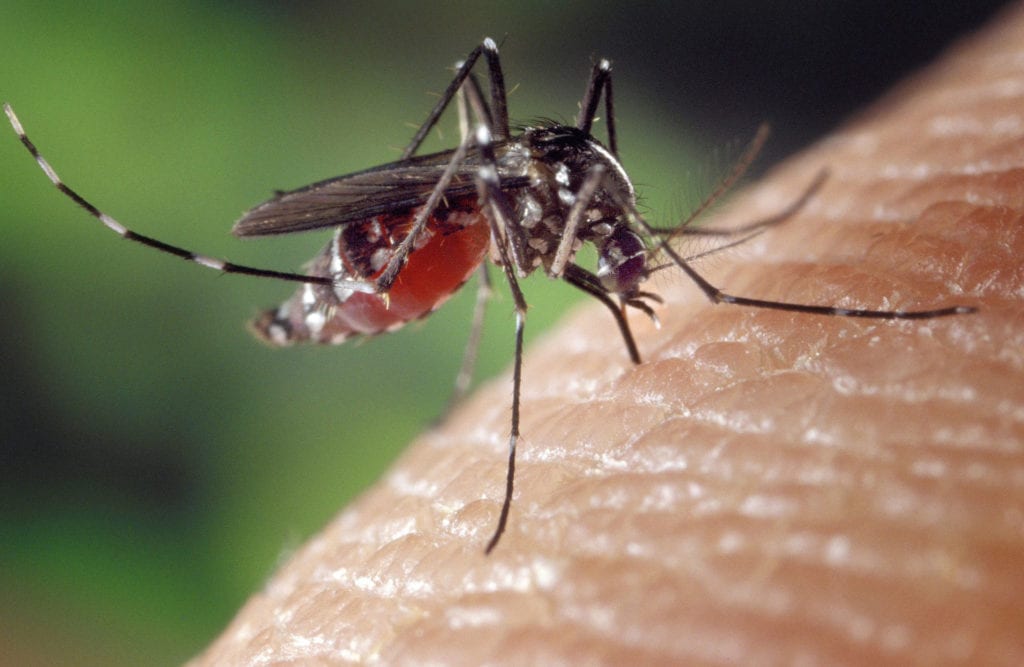 Glioblastome détruit par le virus Zika chez la souris