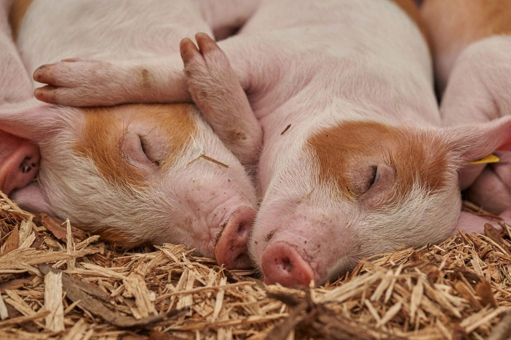 Los Científicos Están Utilizando Cerdos para Desarrollar un Modelo Animal Más Útil de Neurofibromatosis Tipo 1