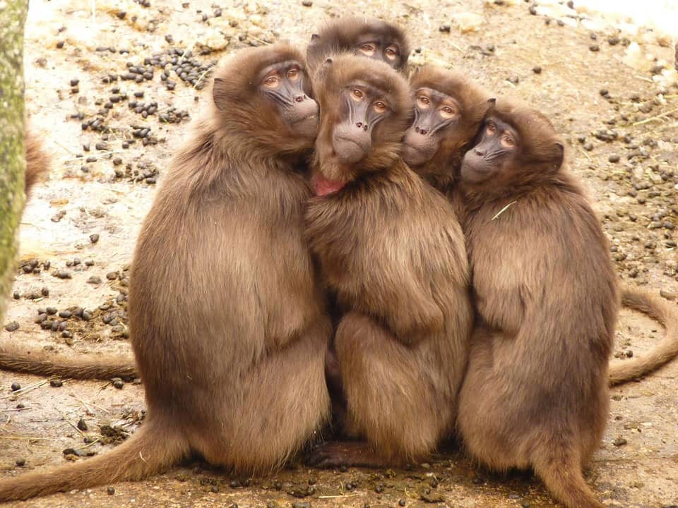 La Investigación de Monos con Síndrome de Bardet-Biedl Podría Mejorar el Tratamiento para los Humanos