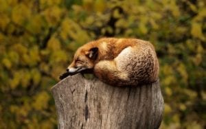 narcolepsy