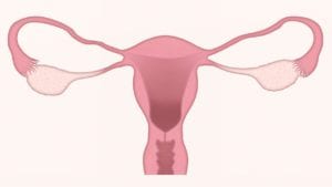 ovarian cancer forms in the ovaries