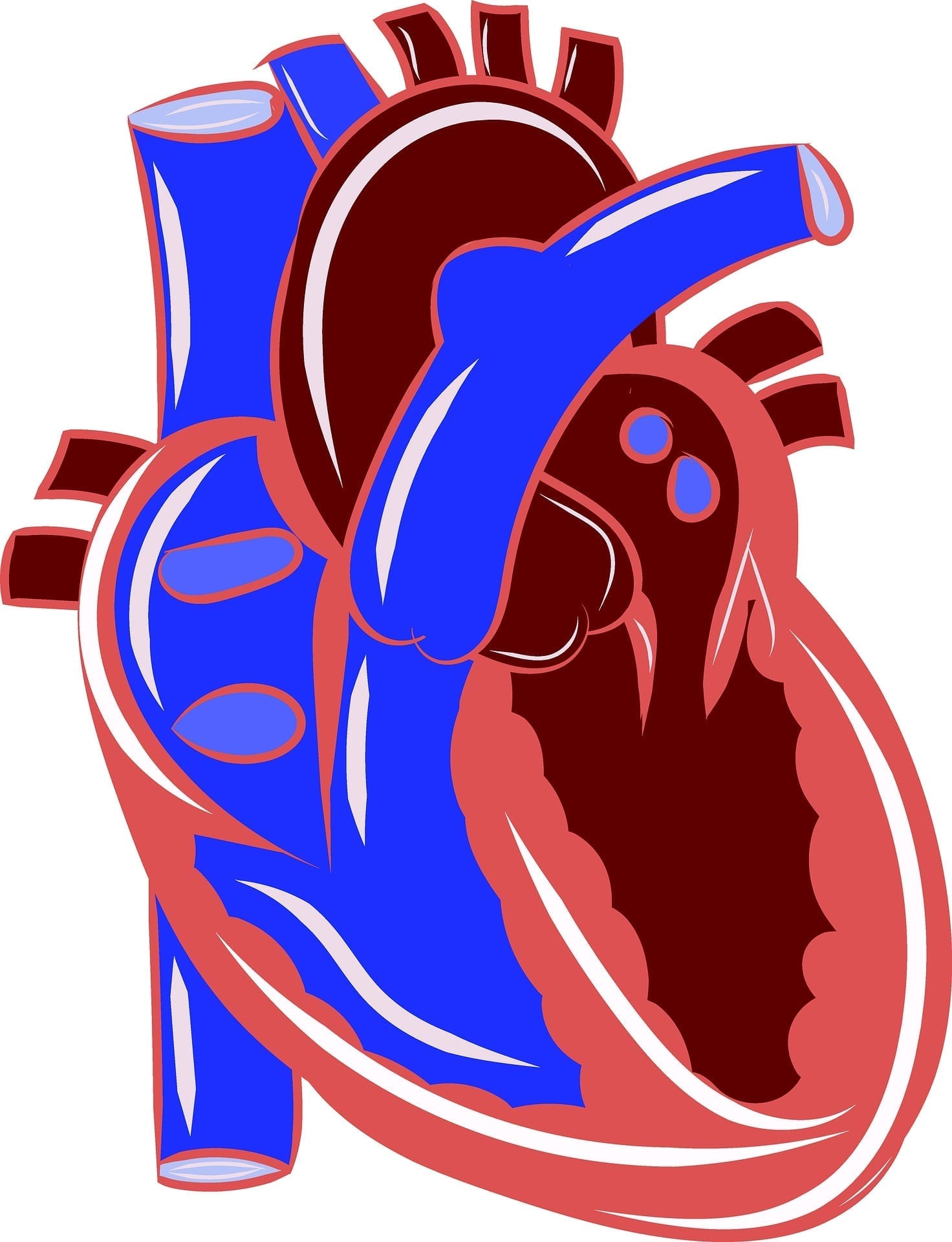 Ensayo de Fase 4 Muestra que Opsumit Puede Mejorar la Función Ventricular para Pacientes con Hipertensión Arterial Pulmonar