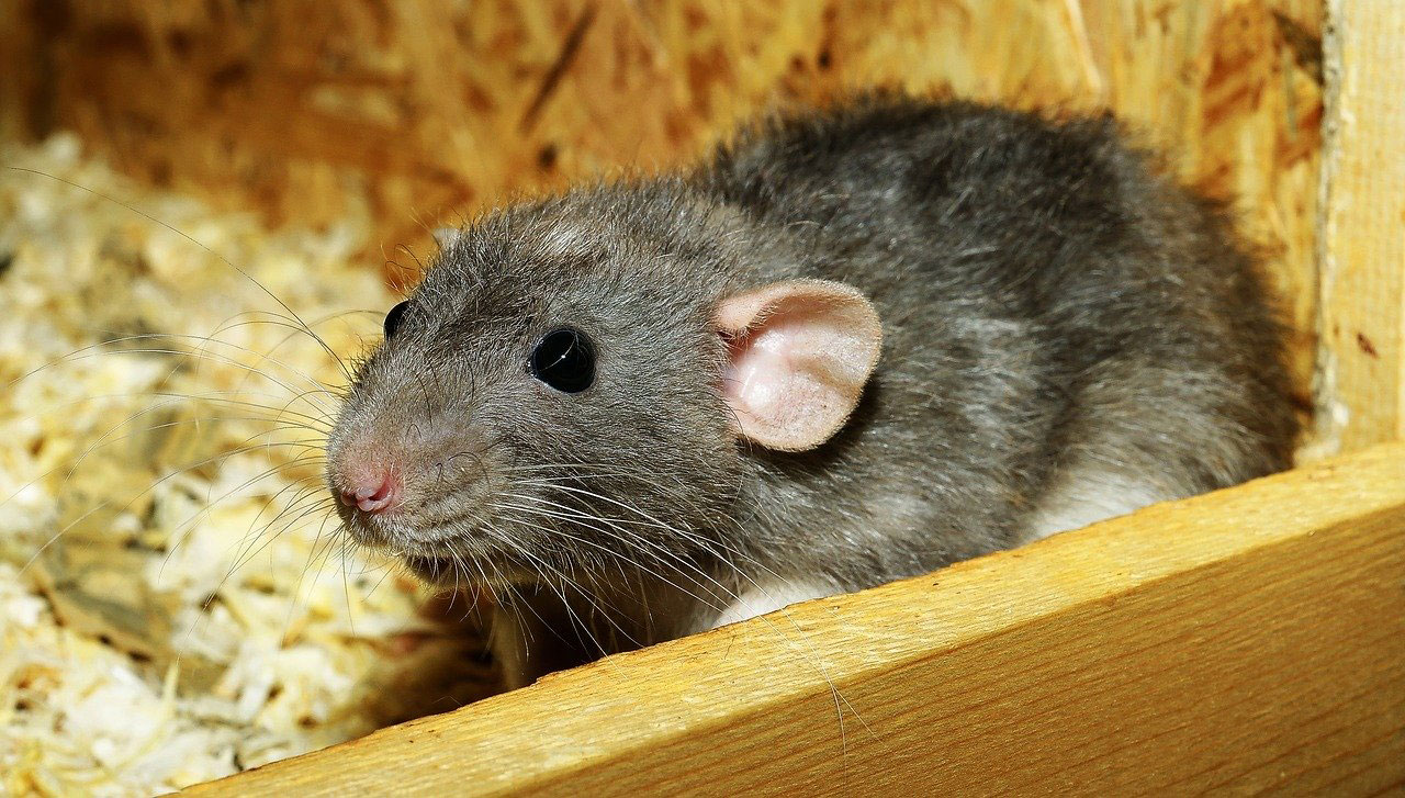 El Género Juega un Papel en Los Síntomas Motores de Ratas de Laboratorio con Parálisis Cerebral