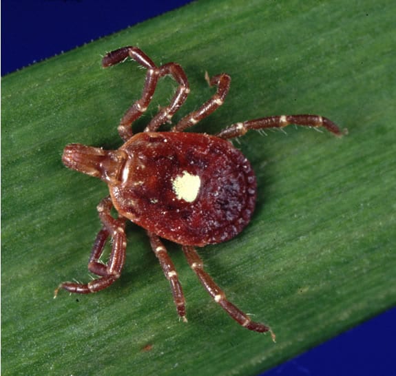 Tick Season: A Case of Powassan Virus in Maine
