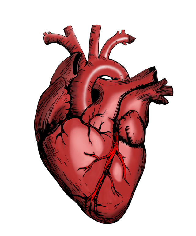 New Machine-Learning Model Shows Individuals If They’re at Risk of Rare Cardiomyopathy