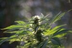 Restrictions Eased on Cannabinoid Drug That Reduces Childhood Seizures
