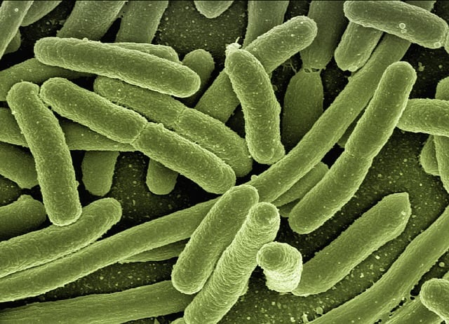 Las Bacterias AIEC Pueden Desencadenar la Enfermedad de Crohn