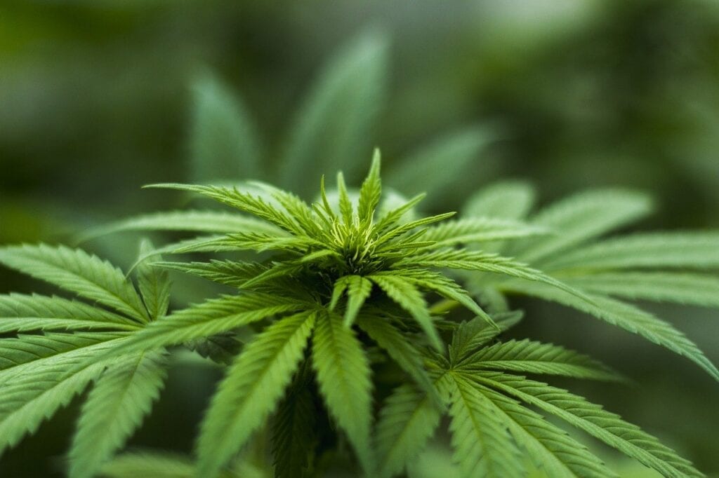FDA Approves the Cannabis Based Drug Epidiolex to Treat TSC Seizures
