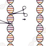 Инструмент CRISPR, Способный Остановить Прогрессирование Серповидноклеточной и Бета-Талассемии
