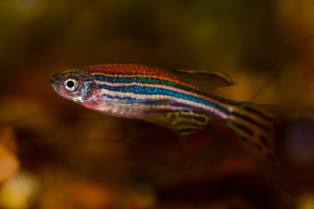 New Genomic DNA Modification in Zebrafish Could Help Us Study Human Disease